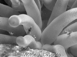 close up look this cleaner shrimps in a giant anemone at ... by Victor J. Lasanta 